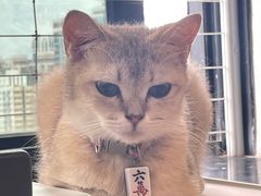 -楼上猫咖(罗湖店)