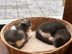 -猫友咖啡店(玉林西路店)