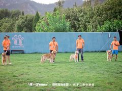-趣玩宠物乐园寄养训犬训狗游泳池