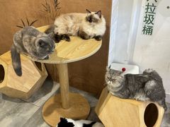 -楼上猫咖(罗湖店)