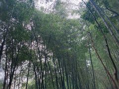 -黄山翡翠谷景区
