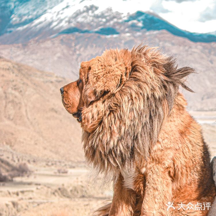 西藏小众私藏|羊湖边的藏獒拍照点