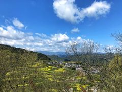 -桑洲油菜花景区