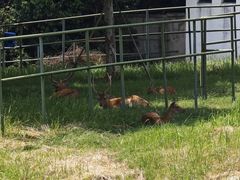 -合肥野生动物园