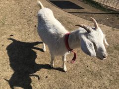 -前小桔亲子创意农场·草莓采摘·露营烧烤