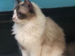 -猫色咖啡·猫咖