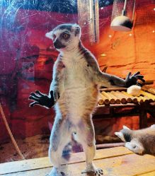 -Zoolung Zoolung动物主题公园(海信广场店)