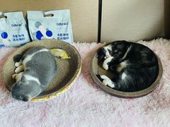 -立德动物医院·24小时中心(番禺区院区)