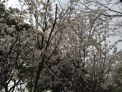 -鹅湖玫瑰文化园