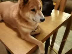 -萌喵咖啡屋(人民东路4号口M16商铺店)