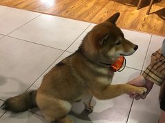 -柴务处·柴犬主题狗咖