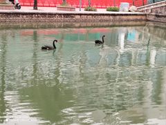 -奈雪的茶(大梅沙8号仓店)