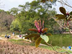 -深圳国际园林花卉博览园