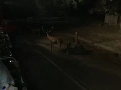 -清迈夜间动物园