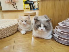 -猫にゃん · 猫的隐藏屋猫咖(麦地旗舰店)