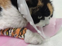 -北京观赏动物医院·24小时大型综合·猫专科·异宠专科