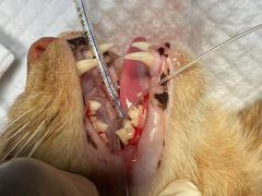-萌兽医馆·犬猫专科·眼科中心·宠物医院(朝阳门分院)