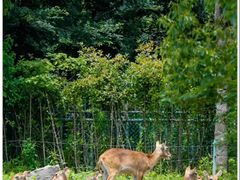 -石家庄市动物园