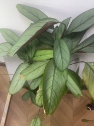 -众刺纹画·纹身·穿孔饰品·海娜定制