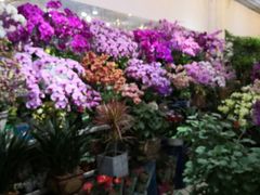 -双季花艺园艺市场(浦东店)