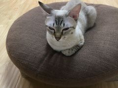 -猫和宫(六道口店)