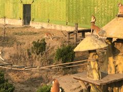 -大连森林动物园