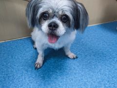 -宠颐生猫科·内科皮肤科(西平世纪城店)