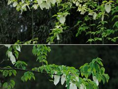 -龙苍沟森林公园