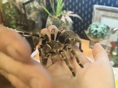 -吉丁鸟咖·异宠·寄养