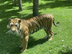 -北京野生动物园