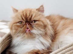 -怪兽屋·羊驼·猫咖·狗咖(俊华广场店)