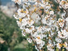 -樱桃山旅游景区