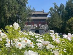 -洛阳白马寺