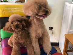 -沐沐家宠物(成寿寺店)