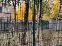 -三里屯东五街银杏大道