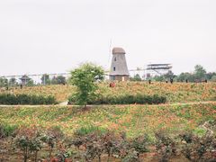 -都江堰玫瑰花溪谷