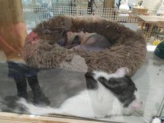 -藏猫猫咖啡主题馆(中央大道店)