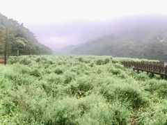 -广州市石门国家森林公园