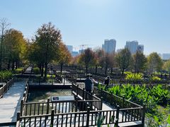 -五缘湾湿地公园