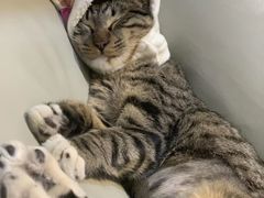 -宠爱国际动物医院· 猫科· 外科·中兽医(长白店)