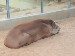 -西霞口神雕山野生动物世界