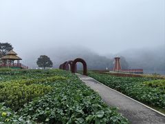 -广州市石门国家森林公园