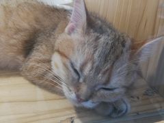 -屋虎猫馆(宝安大仟里店)
