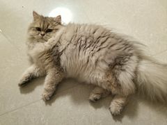 -爱洗澡的猫(天河路店)