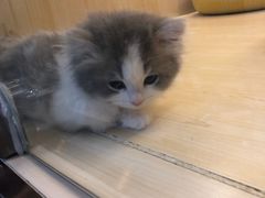 -momokira米努特·德文卷毛猫·棉花面纱犬