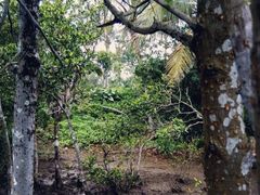 -东寨港红树林旅游区