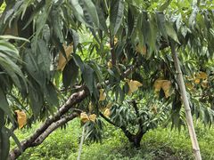 -老袁家蜜桃农场·阳山水蜜桃
