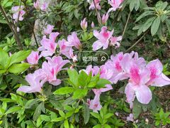 -梧桐山风景名胜区