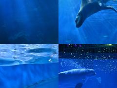 -海合安青岛极地海洋公园