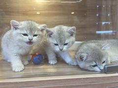 -猫十亿·布偶金渐层·曼基康矮脚猫舍(青年路店)
